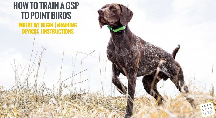 How to train a German Shorthaired Pointer to Point Birds
