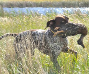 How to train your GSP to point birds