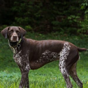 Solid Liver Patched German Shorthaired Pointer