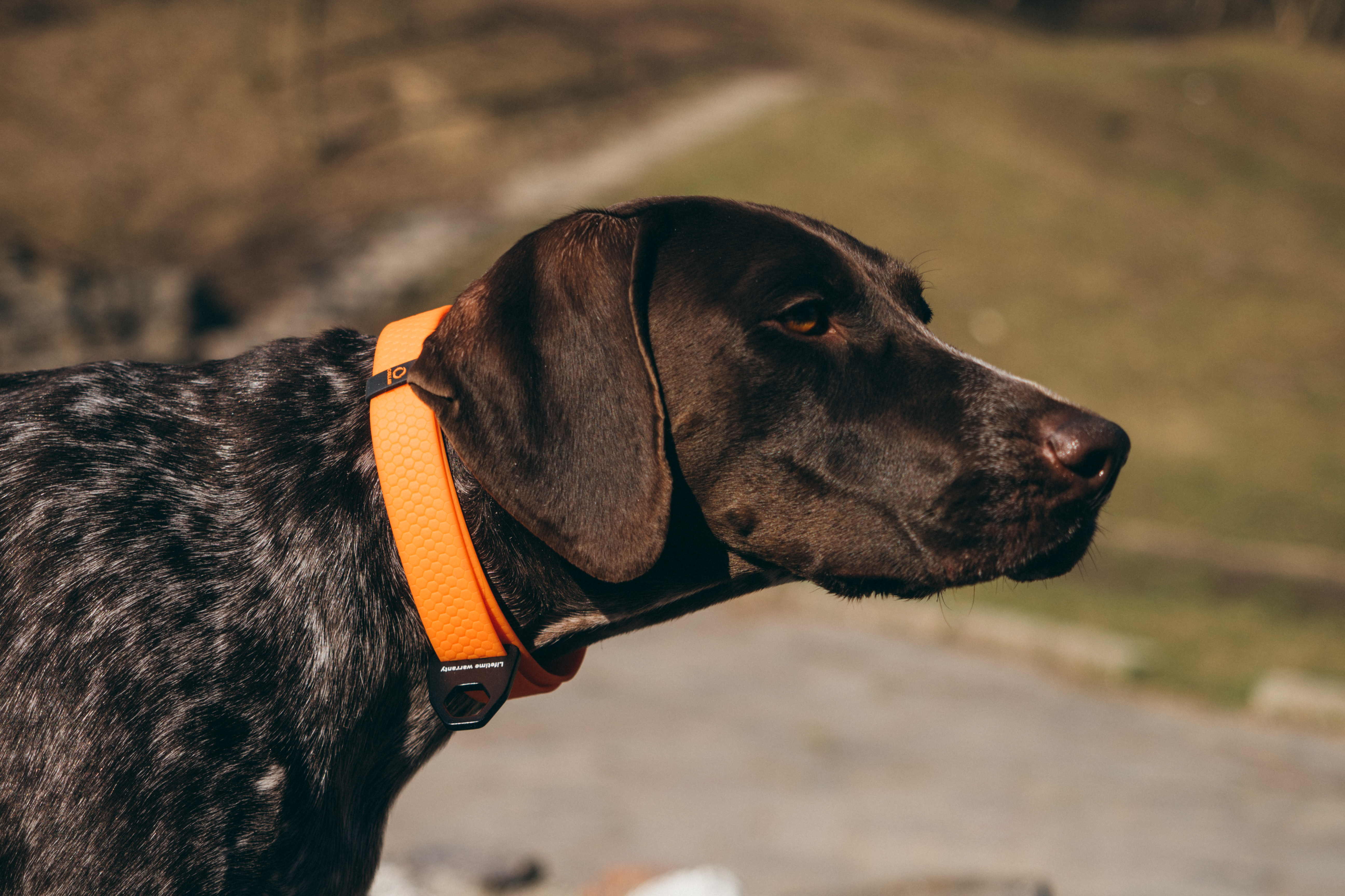 Best Collars for Springer Spaniels Report on TopSelling Models of 2020