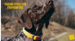 Leather Collar for German Shorthaired Pointer