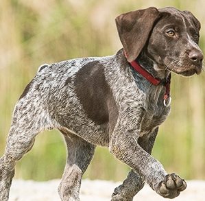 Liver Roan German Shorthaired Pointer puppy
