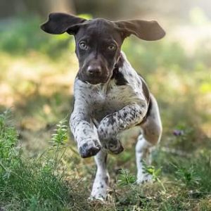 Liver Patches German Shorthaired Pointer puppy
