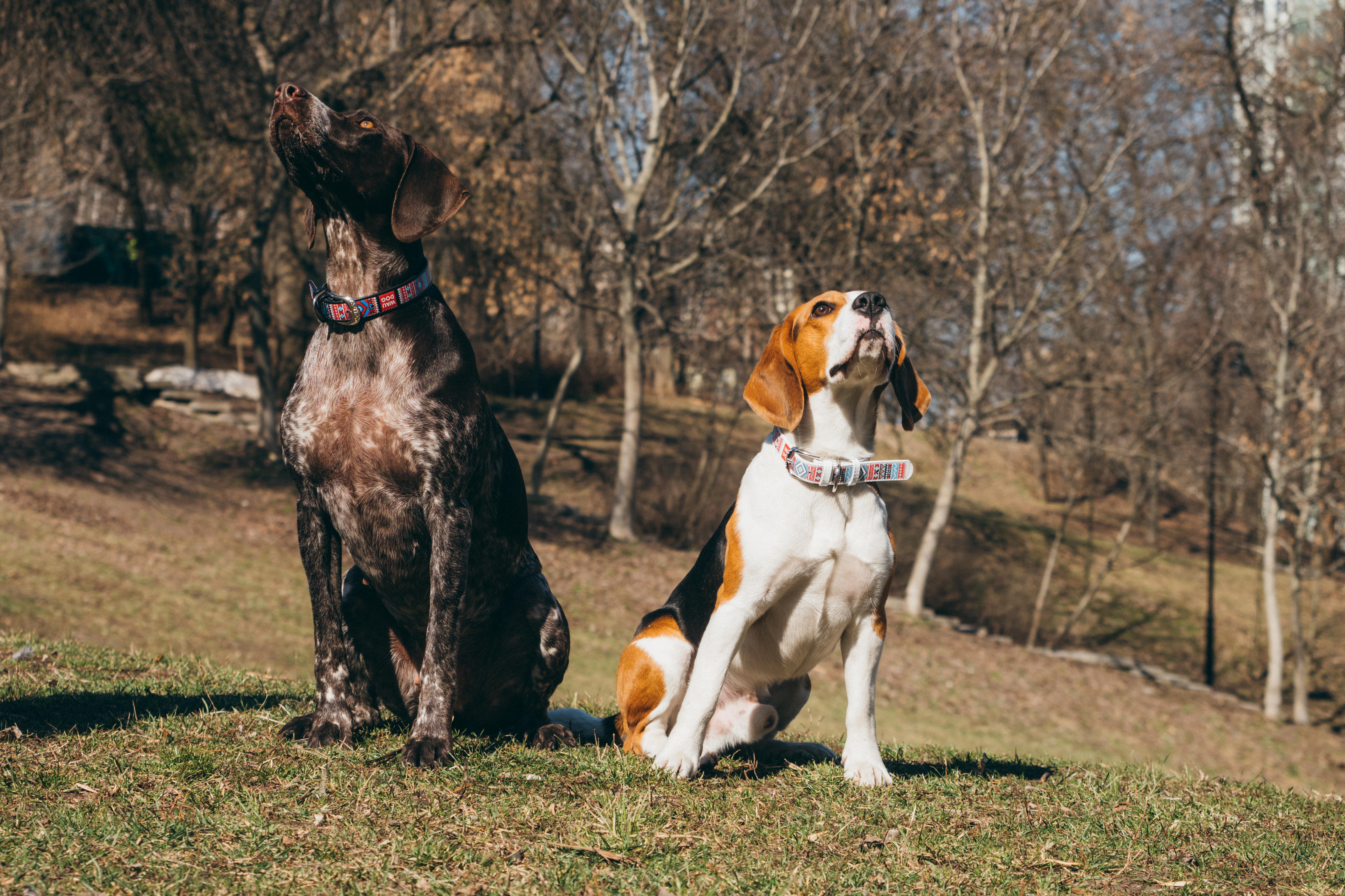 Beagle and Shorthaired Pointer