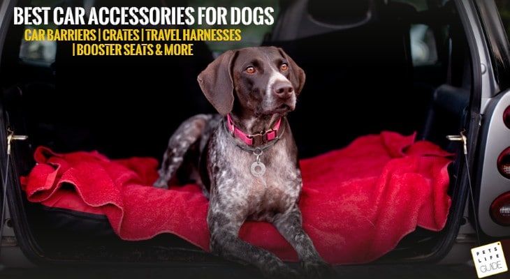 Best Car Accessories for Dogs