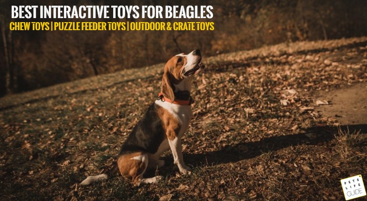 Toys for Beagles