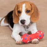 Best Toys for Beagle