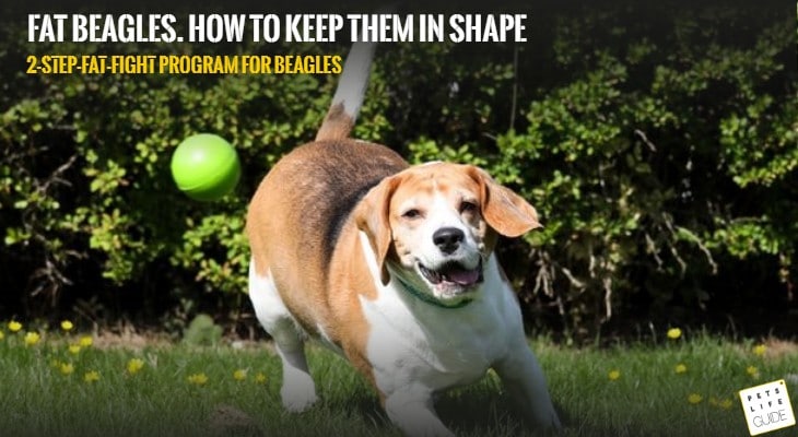 Why Do Beagles Get Fat?