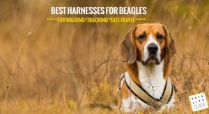 Best Harness for Beagle