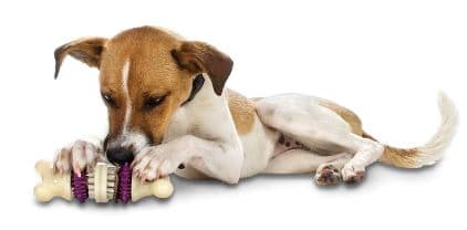 PetSafe Busy Buddy Bristle Bone Chew Toy for Dogs
