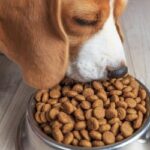 Beagle food