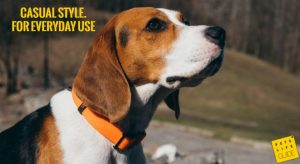 Best Regular Collar for Beagle
