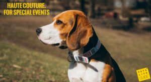 Best Leather Collar for Beagle
