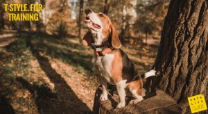 Training Collar for Beagle
