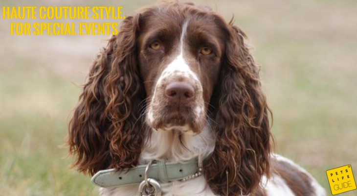 luxury collars for spaniels