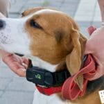 Best Beagle Collar