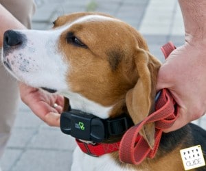 Best Beagle Collar