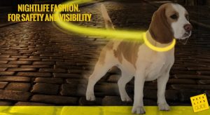 Best LED Collar for Beagle