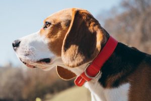 Beagles Red Collar