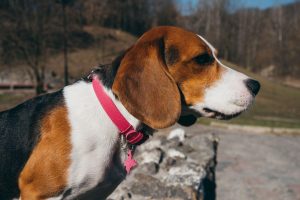 Beagle Pink Collar