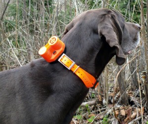 Dog Tracking Systems