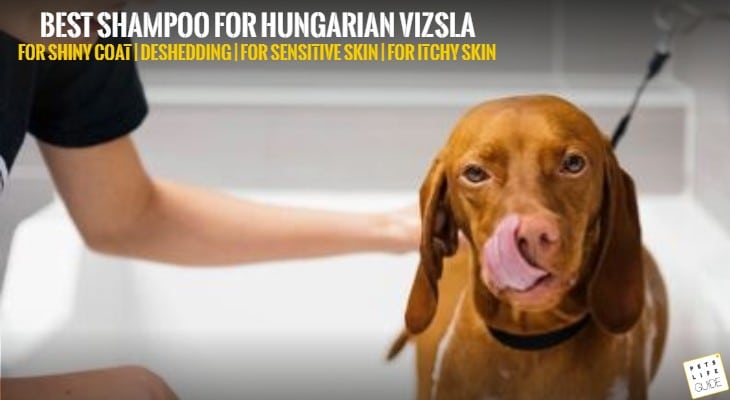 Best Shampoo For Hungarian Vizsla