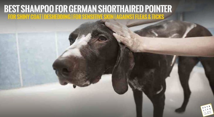 Best Shampoo for German Shorthaired Pointer