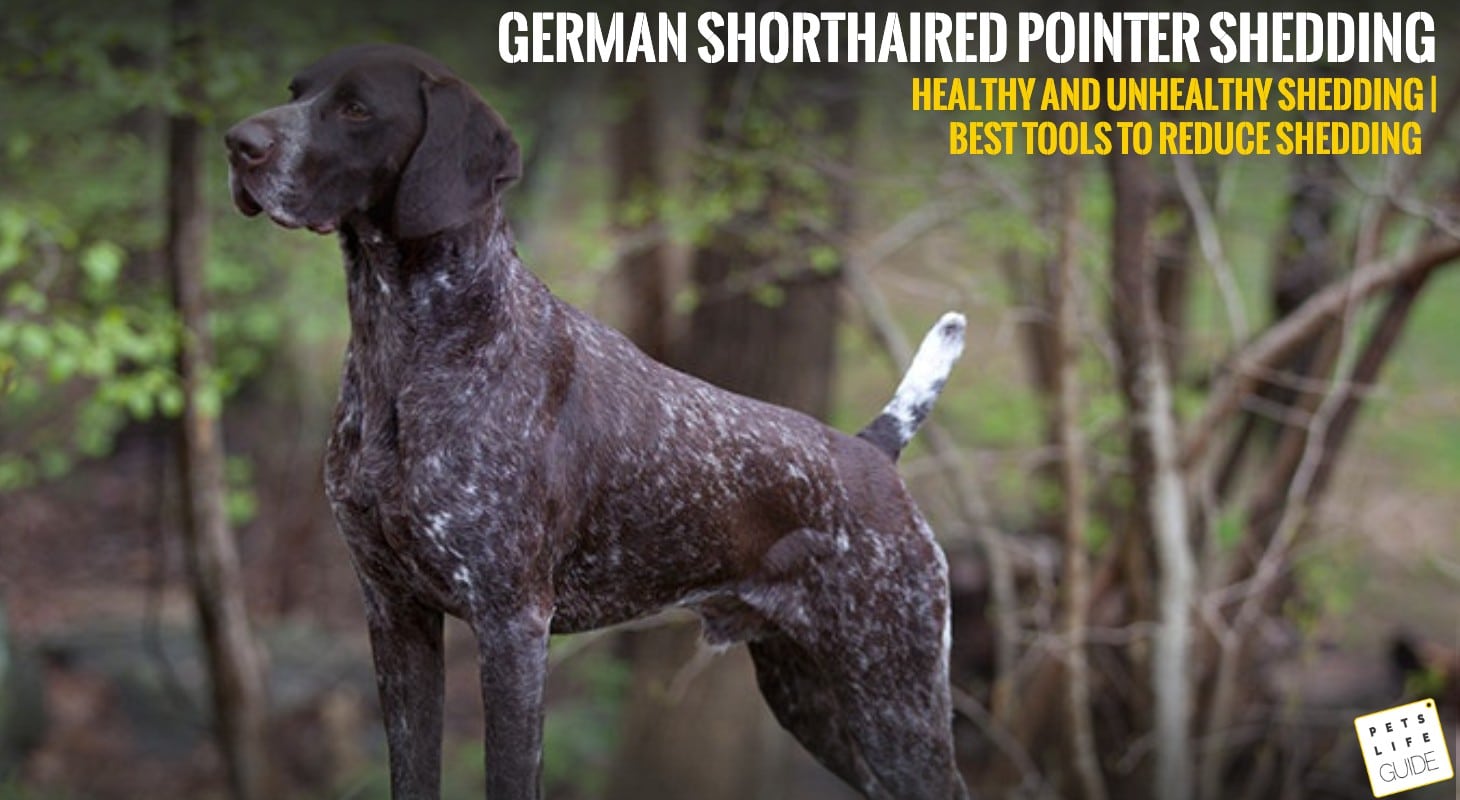 German Shorthaired Pointer Shedding. Do German Shorthairs Shed?