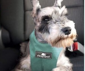Sleepypod ClickIt Sport Crash-Tested Car Safety Dog Harness