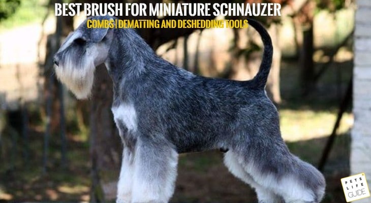 best brush for miniature schnauzer