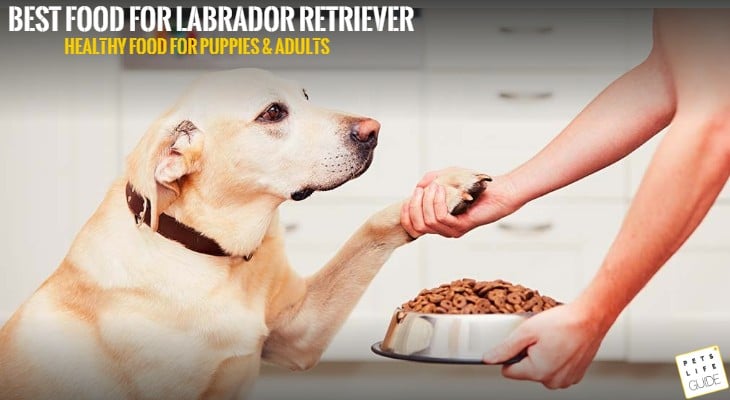 best dog food for labrador retriever