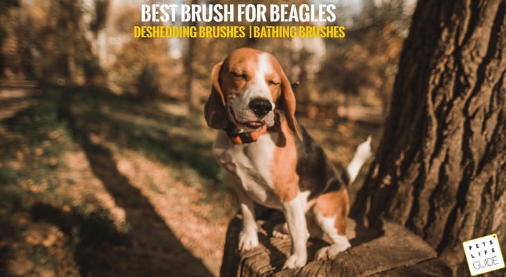 Best Brush for Beagle
