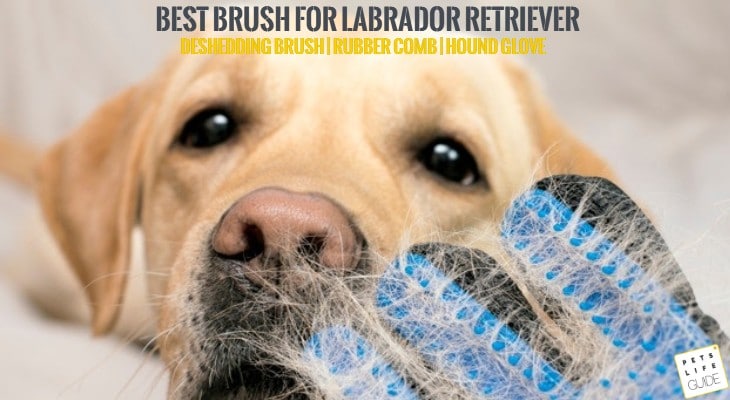 Best Brush for Labrador