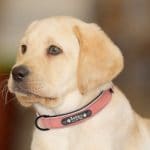 Best Collar for Lab
