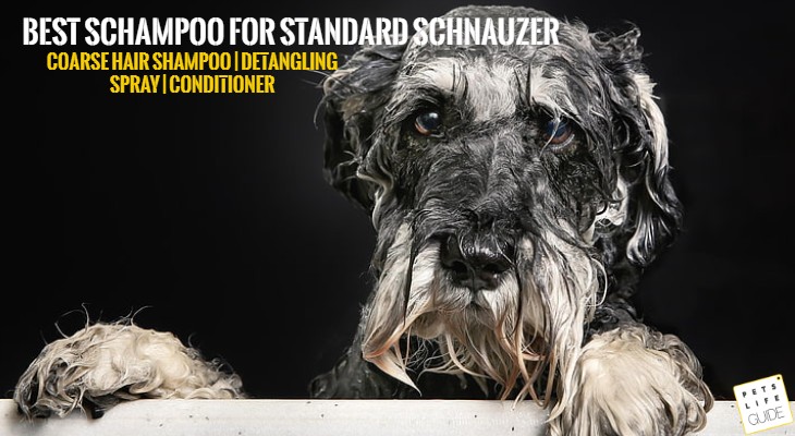 Best Shampoo for Standard Schnauzer