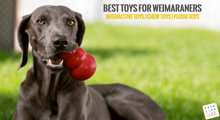 Best Toys for Weimaraners