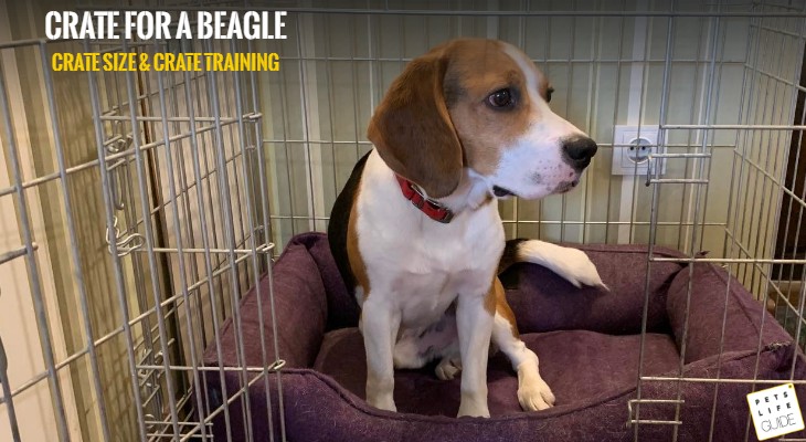 Best crate size for Beagle (1)Best crate size for Beagle 