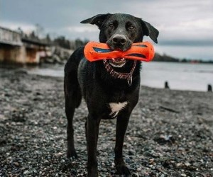 Chuckit! HydroSqueeze Bumper Dog Toy