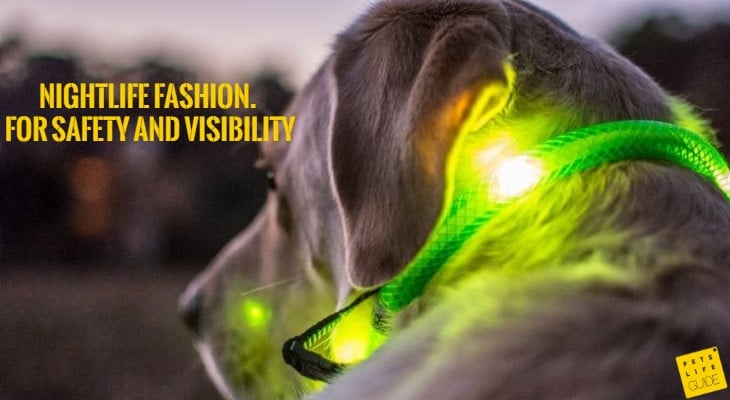 LED Collar for Labrador