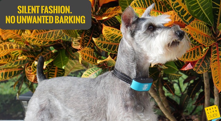 stop barking collar for miniature schnauzer