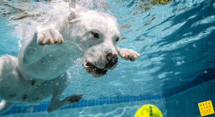 toys for pitbull swimming