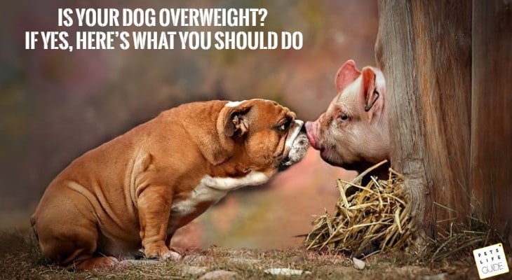 Is Your Dog Overweight?