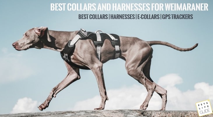 best collars and harnesses for weimaraner