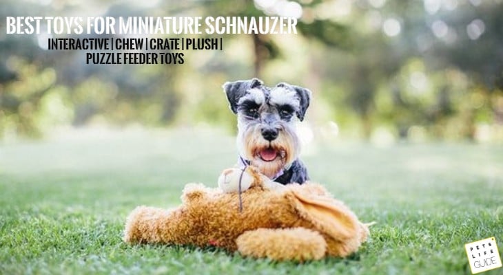 best dog toys for miniature schnauzer