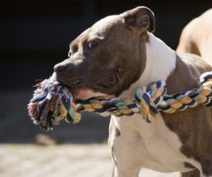 Indestructible toys for Pitbull
