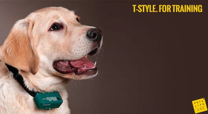 E-collar for Labrador