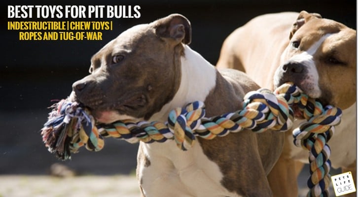 best toys for pit bulls