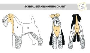 Schnauzer Grooming Chart