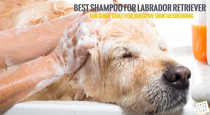 Best Shampoo For Labrador
