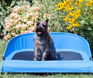 Gen7Pets Trailblazer Blue Cool-Air Cot for Dogs, by Petmate review